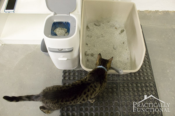 How to clean a litter box and keep it odor free!