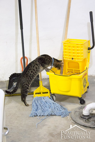 How to clean a litter box and keep it odor free!
