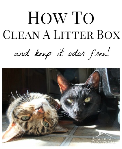 How to clean a litter box and keep it odor free! It's easier than you think!
