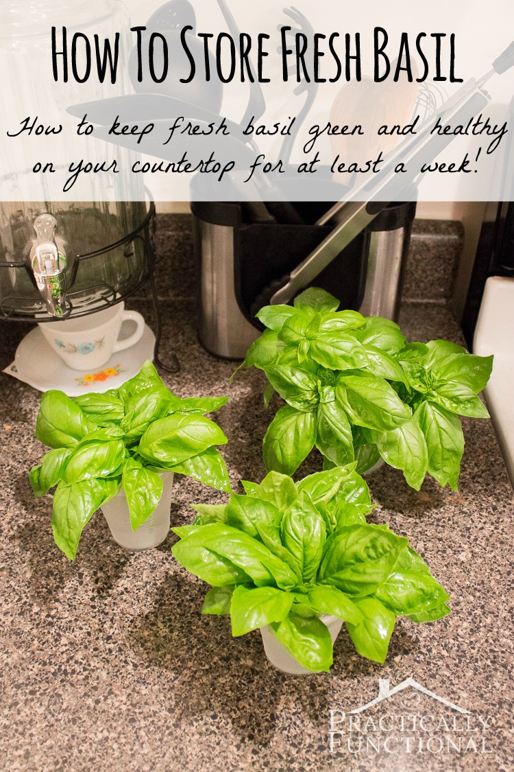 How To Store Fresh Basil,Is Soy Milk Healthy To Drink