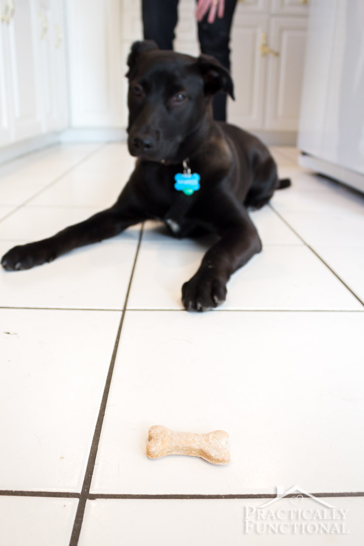 Make your own homemade dog biscuit treats with just a few ingredients you already have in your pantry!