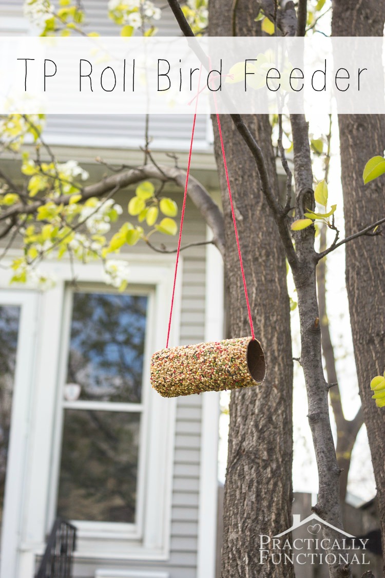Turn A Toilet Paper Roll Into A Bird Feeder!