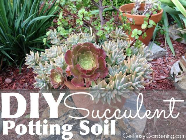 Make your own succulent potting soil - and 11 other festive DIY spring projects!