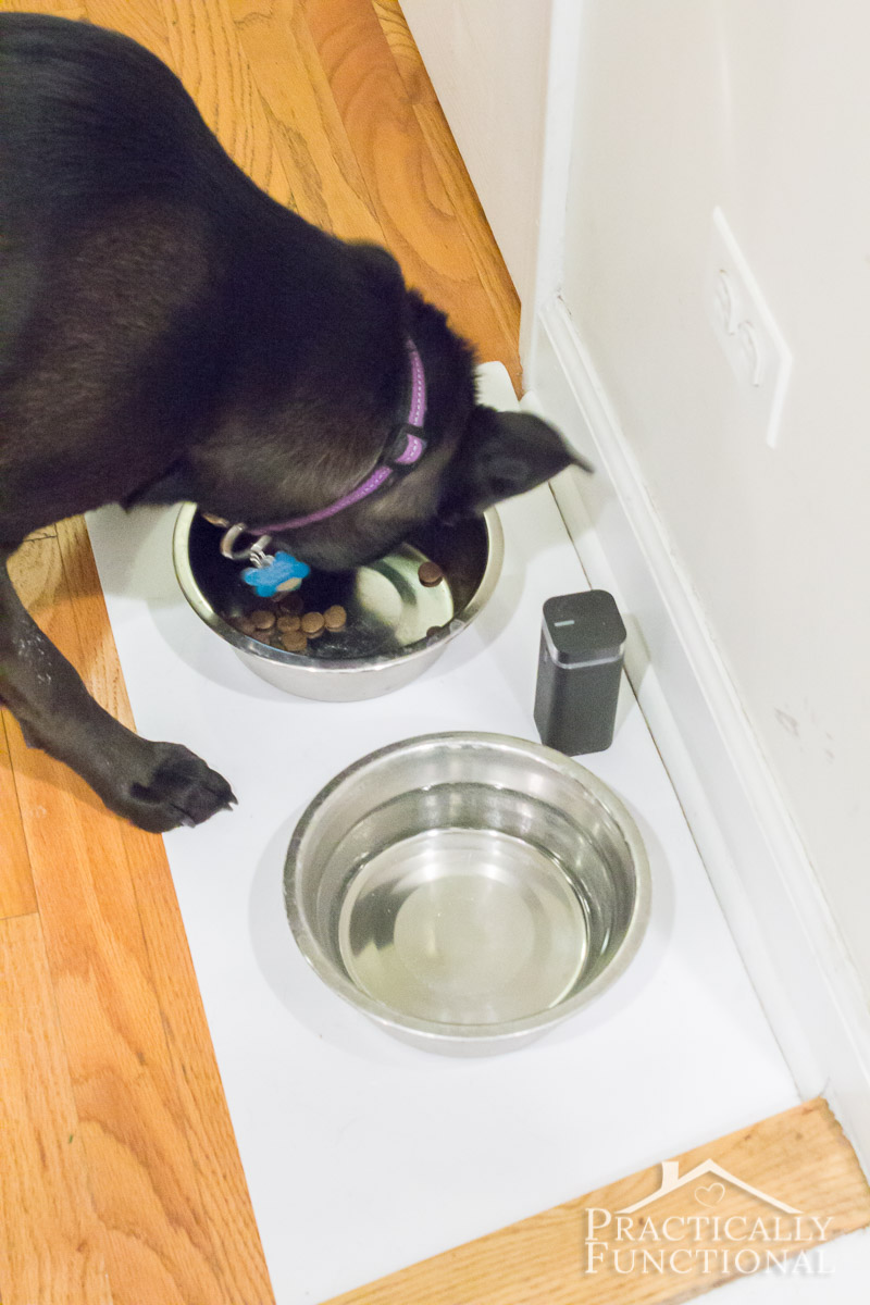 How We Keep Our Pet Feeding Stations Clean – Practically Functional