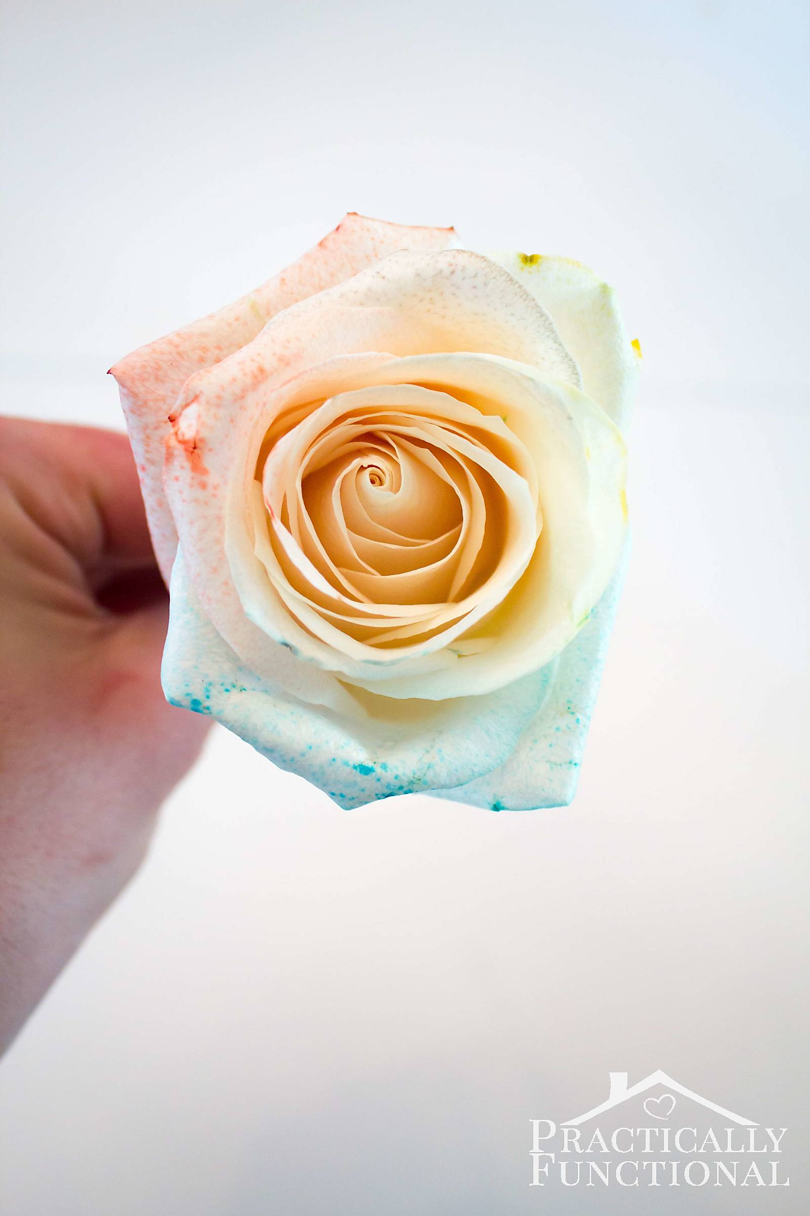 DIY rainbow roses with food coloring and water! Great tips on how to make the color brighter or more subtle!